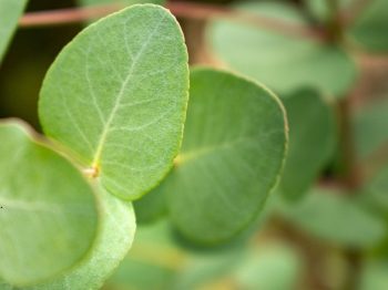 Dr. Pain's Eucalyptus